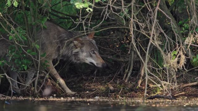 Wolf walking along the river bank, slow motion