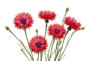 Vibrant red cornflowers with delicate petals and green stems, including closed buds, arranged elegantly against a transparent studio background with copy space, concept of botanical beauty and