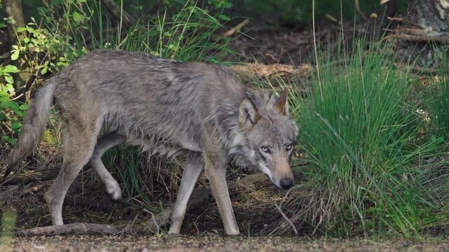 Wolf walking along the river bank in tall grass, slow motion