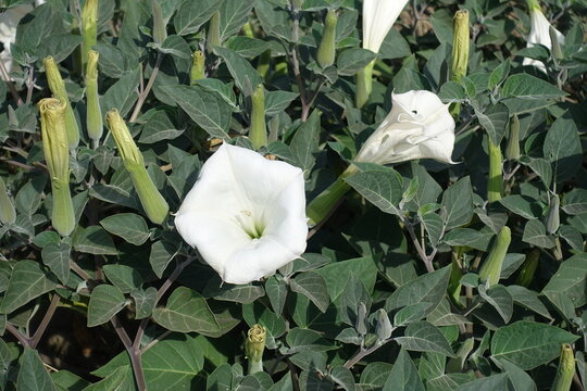 Showy white flowers of Datura innoxia in mid September