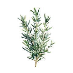 Fototapeta premium A vectorized, Hand-painted style, vector set available in EPS An Elegant watercolor painting design collection, collection_Watercolor_style_painting_of_a_rosemary_plant
