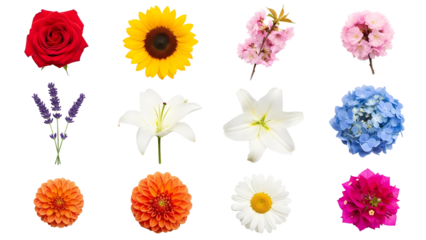 Collection of Diverse and Colorful Flowers Isolated on White Background Blossom Beauty
