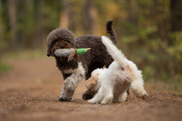 An adult Lagotto Romagnolo carries a soft toy duck in its mouth as a Lagotto Romagnolo puppy sniffs...