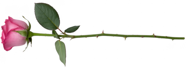 Single pink rose with green leaves and thorns isolated on a transparent background