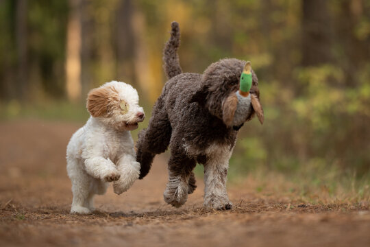 Adult brown Lagotto Romagnolo is holding a duck toy in its mouth while running on the forest path. White Lagotto Romagnolo puppy runs next to the adult dog in the outdoors