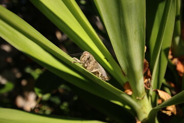 Fototapeta premium Macro of a Grasshopper on Green Yucca Leaves