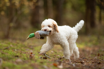 A young Lagotto Romagnolo puppy runs happily outside, carrying a green and gray duck toy in its mouth. The pup is in a grassy field with trees in the background, during the daytime