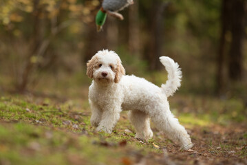 A cream and light brown Lagotto Romagnolo puppy stands on a grassy hill in the forest. A toy duck hangs in the background as the puppy stares forward with interest © honey_paws