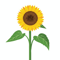 Obraz premium A vibrant, detailed illustration of a sunflower with its petals, leaves, and stem