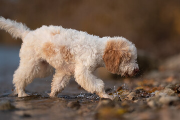 A cute Lagotto Romagnolo puppy with curly white and brown fur walks through shallow water, near rocks. It is sniffing the water and seems curious. The scene is lit by the warm light