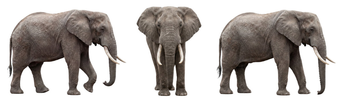 African elephant isolated on transparent background