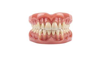 Set of dentures on Transparent Background