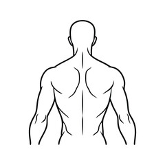 Muscular Human Back Anatomy Outline Medical Line Art