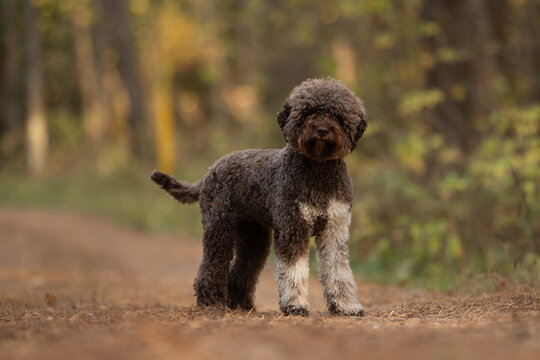 A brown Lagotto Romagnolo stands on a dirt trail. The background shows trees in a forest. It is daytime, with dappled sunlight filtering through the trees