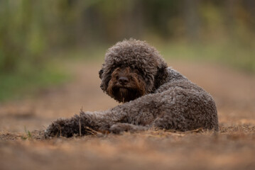 Fototapeta premium A Lagotto Romagnolo is lying down on a dirt path. The curly-haired dog rests comfortably in a forest. The sun illuminates the pet during the day