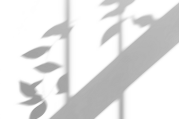 branch of a tree with leaves shadow,shadow overlay effect of natural tree leaves shadow and window shadow over on white wall,abstract summer sunlight shadow on transparent background,branch shadow