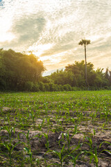 corn field agriculture in Thailand