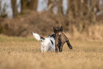Two dogs are running and playing  on a meadow. A nine weeks old cute Malinois puppy with an adult Jack Russell Terrier dog