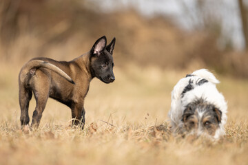 Two dogs are running and playing  on a meadow. A nine weeks old cute Malinois puppy with an adult Jack Russell Terrier dog