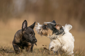 Two dogs are running and playing  on a meadow. A nine weeks old cute Malinois puppy with an adult Jack Russell Terrier dog
