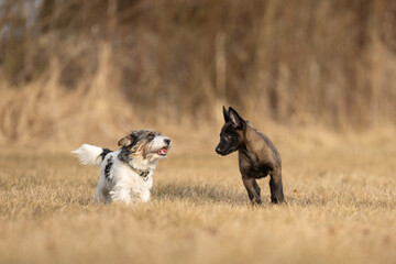Two dogs are running and playing  on a meadow. A nine weeks old cute Malinois puppy with an adult Jack Russell Terrier dog