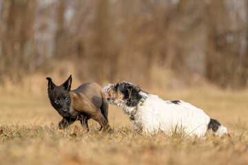 Two dogs are running and playing  on a meadow. A nine weeks old cute Malinois puppy with an adult Jack Russell Terrier dog