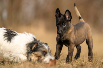 Two dogs are running and playing  on a meadow. A nine weeks old cute Malinois puppy with an adult Jack Russell Terrier dog