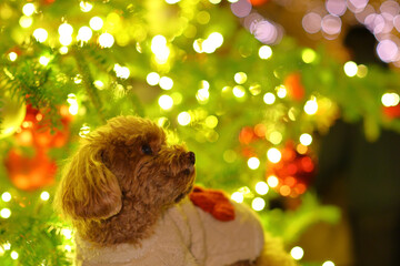 クリスマスツリーの前で記念撮影するトイ・プードル