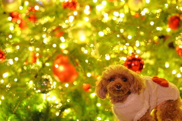 クリスマスツリーの前で記念撮影するトイ・プードル