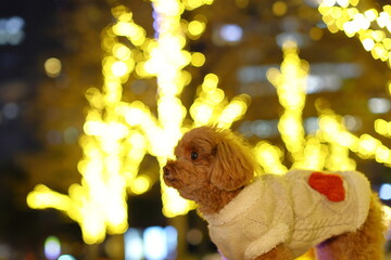 イルミネーションされた公園を散歩するトイ・プードル