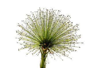 Macro illustration of a dandelion seed explosion on a black background creates a nature pattern with blue summer blossom garden flowers