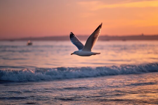 Bird in flight against a warm pink-orange sunset over the sea
