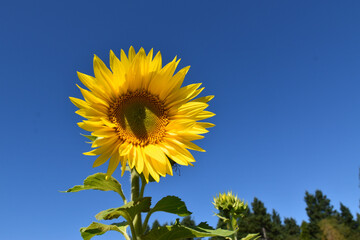 A sunflower in summer, Sainte-Apolline, Qu&eacute;bec, Canada