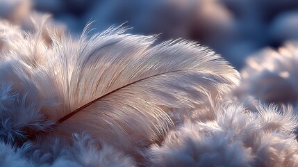 White bird feather macro showing fine strands images