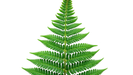 Close up of a vibrant green fern frond with water droplets