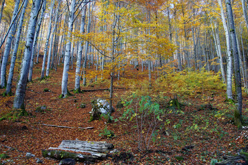 Herbstlicher Wald bei diesigem Wetter
