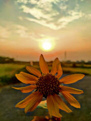 Golden Yellow Flower in Focus at Sunset with Vibrant Sky