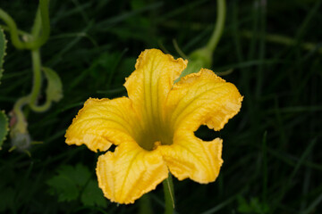 blooming young pumpkin plants in a garden bed in a natural environment, close-up selective focus
