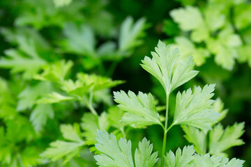 Bright shining green leaves of garden flat-leaf parsley (Petroselinum sativum) in sunlight, growing in organic (bio) private garden in summer. Close up.