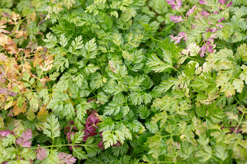 Chervil (Anthriscus cerefolium), beautifully growing chervil in spring time. Background made of colorful leaves of a medicinal plant. Green foliage. Close up view.