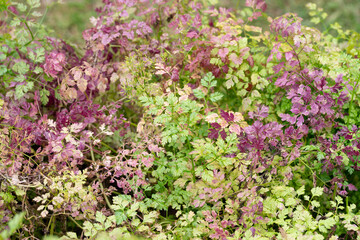 Fototapeta premium Chervil (Anthriscus cerefolium), beautifully growing chervil in spring time. Background made of colorful leaves of a medicinal plant. Green foliage. Close up view.