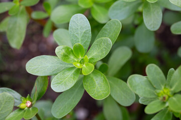 Portulaca oleracea (common purslane, verdolaga, pursley) in field. It is used as traditional Chinese medical herbal, which has cooling and detoxification effect.
