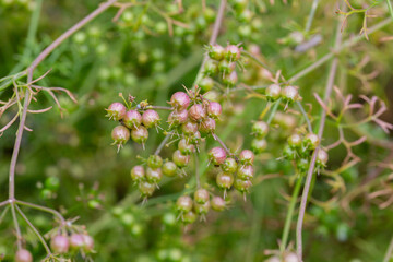 The fruits of the medicinal plant Pimpinella Anisum in the garden on a branch, selective focus.