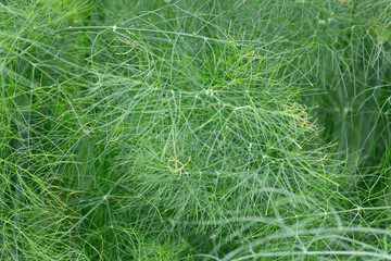 Green leaves of fennel or dill or Foeniculum in the garden. Fennel fruits and essential oil are used in cooking as a spicy seasoning. Green fennel leaves are added to salads.