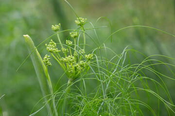 Flowers and leaves of fennel or dill or Foeniculum in the garden. Fennel fruits and essential oil are used in cooking as a spicy seasoning. Green fennel leaves are added to salads.