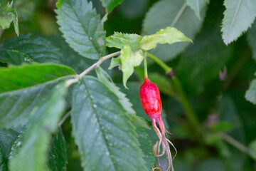 Branches of ripe red rose hips in the forest in autumn.