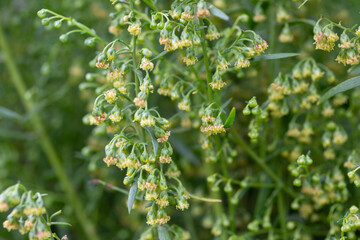 Plant Estragon or Tarragon (Artemisia dracunculus) is a spice used in pickling, canning, and is an excellent seasoning for meat dishes. It has phytoncide properties.