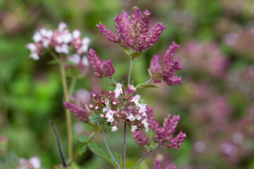 Oregano Origanum vulgare purple violet flowers on nature. A medicinal plant that is also used as a spice; a good honey plant.