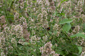 Catnip (lat. Nepeta cataria) - medicinal plant blooms on a Sunny spring day. Catnip, lemon mint - The plant contains up to 3 essential oil, which gives it a strong, distinctive ("lemon") smell that