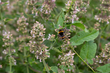 Bumblebee on catnip flowers in the botanical garden. Catnip, lemon mint - The plant contains up to 3 essential oil, which gives it a strong, distinctive ("lemon") smell that attracts cats